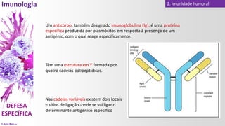 © Artur Melo 2021
2. Imunidade humoral
Um anticorpo, também designado imunoglobulina (Ig), é uma proteína
específica produzida por plasmócitos em resposta à presença de um
antigénio, com o qual reage especificamente.
Têm uma estrutura em Y formada por
quatro cadeias polipeptídicas.
Nas cadeias variáveis existem dois locais
– sítios de ligação -onde se vai ligar o
determinante antigénico específico
 