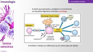 © Artur Melo 2021
3. Imunidade celular
A célula que apresenta o antigénio é normalmente
um leucócito fagocítico chamado macrófago.
O linfócito T divide-se e diferencia-se em vários tipos de células
 