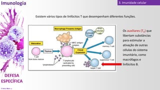 © Artur Melo 2021
3. Imunidade celular
Existem vários tipos de linfócitos T que desempenham diferentes funções.
Os auxiliares (TH) que
libertam substâncias
para estimular a
ativação de outras
células do sistema
imunitário, como
macrófagos e
linfócitos B.
 