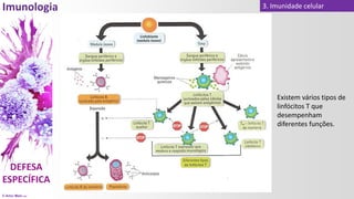 © Artur Melo 2021
3. Imunidade celular
Existem vários tipos de
linfócitos T que
desempenham
diferentes funções.
 