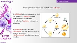 © Artur Melo 2021
1. Conceitos base
Esta resposta é essencialmente mediada pelos linfócitos.
Os linfócitos T sofrem maturação no timo.
- Os linfócitos T citotóxicos atacam
diretamente células estranhas.
- Os linfócitos T auxiliares estimulam os
linfócitos B.
Os linfócitos B diferenciam-se em:
- plasmócitos que libertam anticorpos na
corrente sanguínea.
- células memoria que atuam em futuras
invasões.
 