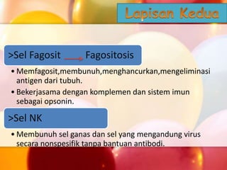 >Sel Fagosit Fagositosis
• Memfagosit,membunuh,menghancurkan,mengeliminasi
antigen dari tubuh.
• Bekerjasama dengan komplemen dan sistem imun
sebagai opsonin.
>Sel NK
• Membunuh sel ganas dan sel yang mengandung virus
secara nonspesifik tanpa bantuan antibodi.
 