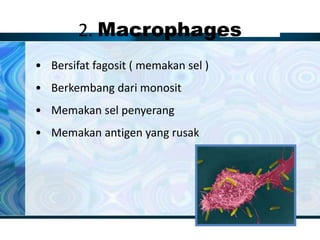 2. Macrophages
• Bersifat fagosit ( memakan sel )
• Berkembang dari monosit
• Memakan sel penyerang
• Memakan antigen yang rusak
 