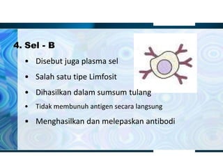 4. Sel - B
• Disebut juga plasma sel
• Salah satu tipe Limfosit
• Dihasilkan dalam sumsum tulang
• Tidak membunuh antigen secara langsung
• Menghasilkan dan melepaskan antibodi
 