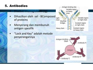 5. Antibodies
• Disebut imunoglobulin (Ig)
• Dihasilkan oleh sel - BComposed
of proteins
• Menyerang dan membunuh
antigen spesifik
• “Lock and Key” adalah metode
penyerangannya
 