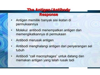 • Antigen memiliki banyak sisi ikatan di
permukaannya
• Molekul antibodi menempatkan antigen dan
memengikatkannya di permukaan
• Antibodi merusak antigen
• Antibodi menghalangi antigen dari penyerangan sel
tubuh
• Antibodi “call macrophages” untuk datang dan
memakan antigen yang telah rusak tadi
The Antigen/Antibody
Response
 
