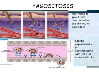 FAGOSITOSIS
Neutrophile to
go out from
blood vessel to
site of infection:
diaphedesis
Specific
oligosaccharide
(of
neutrophil)bind
with lectin (of
endothelial cells)
 