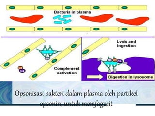 Opsonisasi bakteri dalam plasma oleh partikel
opsonin, untuk memfagosit
 