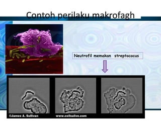 Neutrofil memakan streptococus
Contoh perilaku makrofagh
 