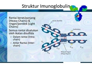 Struktur Imunoglobulin
• Rantai berat/panjang
(Heavy Chains) &
ringan/pendek (Light
Chains)
• Semua rantai disatukan
oleh ikatan disulfida
– Dalam rantai (Intra-
chain)
– Antar Rantai (Inter-
chain)
CH1
VL
CL
VH
CH2 CH3
Wilayah Engsel
(Hinge Region)
karbohidrat
Ikatan disulfida
 