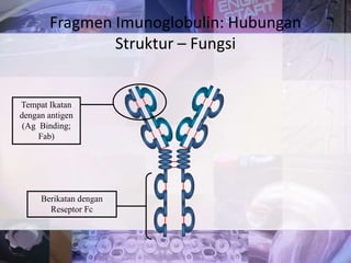 Fragmen Imunoglobulin: Hubungan
Struktur – Fungsi
Tempat Ikatan
dengan antigen
(Ag Binding;
Fab)
Berikatan dengan
Reseptor Fc
 