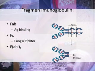 • Fab
– Ag binding
• Fc
– Fungsi Efektor
• F(ab’)2
Fragmen Imunoglobulin:
Pepsin
Fc
Peptides
F(ab’)2
 