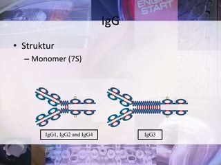 • Struktur
– Monomer (7S)
IgG
IgG1, IgG2 and IgG4 IgG3
 