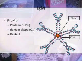 • Struktur
– Pentamer (19S)
– domain ekstra (CH4)
– Rantai J
IgM
CH4
J Chain
 