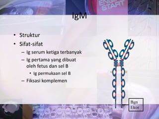 • Struktur
• Sifat-sifat
– Ig serum ketiga terbanyak
– Ig pertama yang dibuat
oleh fetus dan sel B
• Ig permukaan sel B
– Fiksasi komplemen
IgM
Bgn
Ekor
 