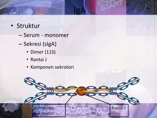 • Struktur
– Serum - monomer
– Sekresi (sIgA)
• Dimer (11S)
• Rantai J
• Komponen sekrotori
IgA
Rantai JKomponen
Sekretori
 