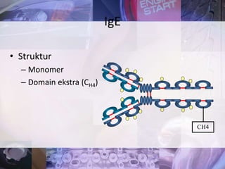 • Struktur
– Monomer
– Domain ekstra (CH4)
IgE
CH4
 