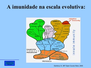 Imunidade inata e adaptativa: uma visão geral A imunidade na escala evolutiva: Danilova, N., MIT Open Course Ware, 2005  