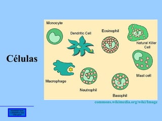 Imunidade inata e adaptativa: uma visão geral Células commons .wikimedia.org/wiki/Image   