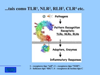 Imunidade inata e adaptativa: uma visão geral ...tais como TLR 1 , NLR 2 , RLH 3 , CLR 4  etc. 1 – receptores tipo “toll”; 2 – receptores tipo “NOD”; 3 – helicases tipo “RIG”; 4 – receptores de lectina tipo C 