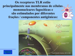 Imunidade inata e adaptativa: uma visão geral Os receptores TLR estão  principalmente nas membranas de células  mononucleares fagocíticas e são estimulados por diferentes frações / componentes antigênicos: O'Neill, Scientific American, 292:32, 2005.  