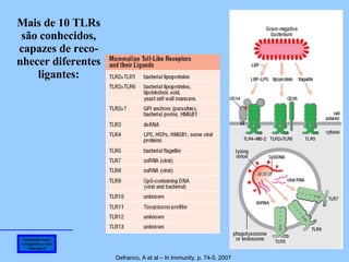Imunidade inata e adaptativa: uma visão geral Defranco, A et al – In Immunity, p. 74-5, 2007 Mais de 10 TLRs são conhecidos,  capazes de reco- nhecer diferentes ligantes: 