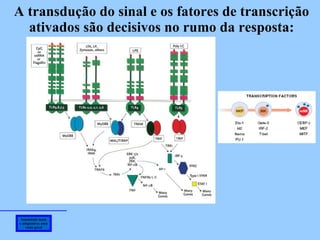 Imunidade inata e adaptativa: uma visão geral A transdução do sinal e os fatores de transcrição ativados são decisivos no rumo da resposta: Defranco, A et al – In Immunity, p. 74-5, 2007 