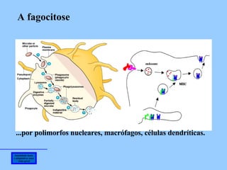 Imunidade inata e adaptativa: uma visão geral A fagocitose  ...por polimorfos nucleares, macrófagos, células dendríticas. 