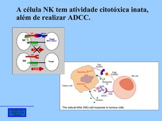 Imunidade inata e adaptativa: uma visão geral A célula NK tem atividade citotóxica inata, além de realizar ADCC. 