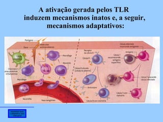 Imunidade inata e adaptativa: uma visão geral A ativação gerada pelos TLR  induzem mecanismos inatos e, a seguir, mecanismos adaptativos: 
