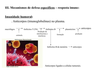 III. Mecanismos de defesa específicos – resposta imune:
Imunidade humoral:
. Anticorpos (imunoglobulinas) no plasma.
macrófagos linfócitos T (T4) linfócitos B plasmócitos
estimula
Produção de
interleucinas e
interferon
formação
anticorpos
produção
Anticorpos ligados a células tumorais.
linfócitos B de memória anticorpos
 