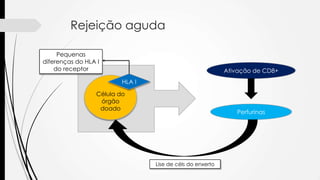 Rejeição aguda
Célula do
órgão
doado
HLA I
Pequenas
diferenças do HLA I
do receptor
Perfurinas
Ativação de CD8+
Lise de céls do enxerto
 
