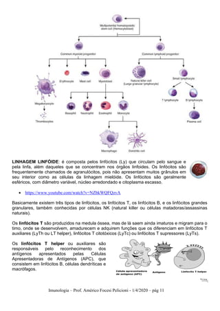 Imunologia – Prof. Américo Focesi Pelicioni - 1/4/2020 – pág 11
LINHAGEM LINFÓIDE: é composta pelos linfócitos (Ly) que circulam pelo sangue e
pela linfa, além daqueles que se concentram nos órgãos linfoides. Os linfócitos são
frequentemente chamados de agranulócitos, pois não apresentam muitos grânulos em
seu interior como as células da linhagem mielóide. Os linfócitos são geralmente
esféricos, com diâmetro variável, núcleo arredondado e citoplasma escasso.
• https://www.youtube.com/watch?v=NZbkWQFQzvA
Basicamente existem três tipos de linfócitos, os linfócitos T, os linfócitos B, e os linfócitos grandes
granulares, também conhecidas por células NK (natural killer ou células matadoras/assassinas
naturais).
Os linfócitos T são produzidos na medula óssea, mas de lá saem ainda imaturos e migram para o
timo, onde se desenvolvem, amadurecem e adquirem funções que os diferenciam em linfócitos T
auxiliares (LyTh ou LT helper), linfócitos T citotóxicos (LyTc) ou linfócitos T supressores (LyTs).
Os linfócitos T helper ou auxiliares são
responsáveis pelo reconhecimento dos
antígenos apresentados pelas Células
Apresentadoras de Antígenos (APC), que
consistem em linfócitos B, células dendríticas e
macrófagos.
 