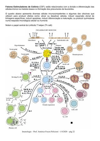 Imunologia – Prof. Américo Focesi Pelicioni - 1/4/2020 – pág 22
Fatores Estimuladores de Colônia (CSF): estão relacionados com a divisão e diferenciação das
células-tronco na medula óssea e a formação dos precursores de leucócitos.
O quadro abaixo apresenta diversas células imunocompetentes e algumas das citocinas que
utilizam para produzir efeitos como: ativar ou desativar células, induzir expansão clonal de
linhagens específicas, induzir apoptose, induzir diferenciação e maturação, ou produzir quimiotaxia
numa resposta imunológica celular ou humoral.
Notem o papel central do Linfócito T helper (Th cell):
 
