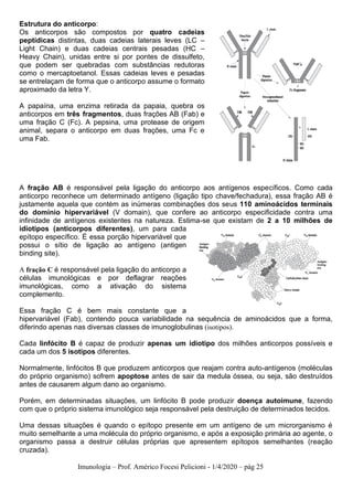 Imunologia – Prof. Américo Focesi Pelicioni - 1/4/2020 – pág 25
Estrutura do anticorpo:
Os anticorpos são compostos por quatro cadeias
peptídicas distintas, duas cadeias laterais leves (LC –
Light Chain) e duas cadeias centrais pesadas (HC –
Heavy Chain), unidas entre si por pontes de dissulfeto,
que podem ser quebradas com substâncias redutoras
como o mercaptoetanol. Essas cadeias leves e pesadas
se entrelaçam de forma que o anticorpo assume o formato
aproximado da letra Y.
A papaína, uma enzima retirada da papaia, quebra os
anticorpos em três fragmentos, duas frações AB (Fab) e
uma fração C (Fc). A pepsina, uma protease de origem
animal, separa o anticorpo em duas frações, uma Fc e
uma Fab.
A fração AB é responsável pela ligação do anticorpo aos antígenos específicos. Como cada
anticorpo reconhece um determinado antígeno (ligação tipo chave/fechadura), essa fração AB é
justamente aquela que contém as inúmeras combinações dos seus 110 aminoácidos terminais
do domínio hipervariável (V domain), que confere ao anticorpo especificidade contra uma
infinidade de antígenos existentes na natureza. Estima-se que existam de 2 a 10 milhões de
idiotipos (anticorpos diferentes), um para cada
epítopo específico. É essa porção hipervariável que
possui o sítio de ligação ao antígeno (antigen
binding site).
A fração C é responsável pela ligação do anticorpo a
células imunológicas e por deflagrar reações
imunológicas, como a ativação do sistema
complemento.
Essa fração C é bem mais constante que a
hipervariável (Fab), contendo pouca variabilidade na sequência de aminoácidos que a forma,
diferindo apenas nas diversas classes de imunoglobulinas (isotipos).
Cada linfócito B é capaz de produzir apenas um idiotipo dos milhões anticorpos possíveis e
cada um dos 5 isotipos diferentes.
Normalmente, linfócitos B que produzem anticorpos que reajam contra auto-antígenos (moléculas
do próprio organismo) sofrem apoptose antes de sair da medula óssea, ou seja, são destruídos
antes de causarem algum dano ao organismo.
Porém, em determinadas situações, um linfócito B pode produzir doença autoimune, fazendo
com que o próprio sistema imunológico seja responsável pela destruição de determinados tecidos.
Uma dessas situações é quando o epítopo presente em um antígeno de um microrganismo é
muito semelhante a uma molécula do próprio organismo, e após a exposição primária ao agente, o
organismo passa a destruir células próprias que apresentem epítopos semelhantes (reação
cruzada).
 