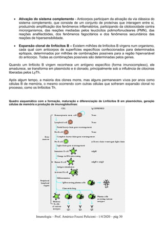 Imunologia – Prof. Américo Focesi Pelicioni - 1/4/2020 – pág 30
• Ativação do sistema complemento - Anticorpos participam da ativação da via clássica do
sistema complemento, que consiste de um conjunto de proteínas que interagem entre si,
produzindo amplificação dos fenômenos inflamatórios, participando da citotoxicidade contra
microrganismos, das reações mediadas pelos leucócitos polimorfonucleares (PMN), das
reações anafilactóides, dos fenômenos fagocitários e dos fenômenos secundários das
reações de hipersensibilidade.
• Expansão clonal de linfócitos B – Existem milhões de linfócitos B virgens num organismo,
cada qual com anticorpos de superfícies específicos confeccionados para determinados
epítopos, determinados por milhões de combinações possíveis para a região hipervariável
do anticorpo. Todas as combinações possíveis são determinadas pelos genes.
Quando um linfócito B virgem reconhece um antígeno específico (forma imunocomplexo), ele
amadurece, se transforma em plasmócito e é clonado, principalmente sob a influência de citocinas
liberadas pelos LyTh.
Após algum tempo, a maioria dos clones morre, mas alguns permanecem vivos por anos como
células B de memória, o mesmo ocorrendo com outras células que sofreram expansão clonal no
processo, como os linfócitos Th.
Quadro esquemático com a formação, maturação e diferenciação de Linfócitos B em plasmócitos, geração
células de memória e produção de imunoglobulinas:
 
