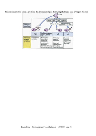 Imunologia – Prof. Américo Focesi Pelicioni - 1/4/2020 – pág 31
Quadro esquemático sobre a produção dos diversos isotipos de imunoglobulinas e suas principais funções
 