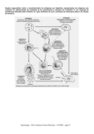 Imunologia – Prof. Américo Focesi Pelicioni - 1/4/2020 – pág 32
Quadro esquemático sobre o reconhecimento de antígenos por fagócitos, apresentação de antígenos aos
Linfócito Th, diferenciação de Linfócitos B em plasmócitos e ativação de Linfócitos Tc em resposta às
substâncias liberadas pelo Linfócito Th, ação citotóxica do LyTc, produção de anticorpos pelos e de células
de memória.
 