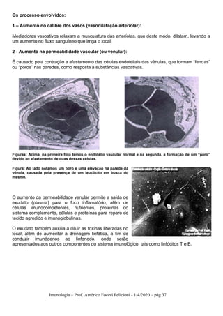 Imunologia – Prof. Américo Focesi Pelicioni - 1/4/2020 – pág 37
Os processo envolvidos:
1 – Aumento no calibre dos vasos (vasodilatação arteriolar):
Mediadores vasoativos relaxam a musculatura das arteríolas, que deste modo, dilatam, levando a
um aumento no fluxo sanguíneo que irriga o local.
2 - Aumento na permeabilidade vascular (ou venular):
É causado pela contração e afastamento das células endoteliais das vênulas, que formam “fendas”
ou “poros” nas paredes, como resposta a substâncias vasoativas.
Figuras: Acima, na primeira foto temos o endotélio vascular normal e na segunda, a formação de um “poro”
devido ao afastamento de duas dessas células.
Figura: Ao lado notamos um poro e uma elevação na parede da
vênula, causada pela presença de um leucócito em busca do
mesmo.
O aumento da permeabilidade venular permite a saída de
exudato (plasma) para o foco inflamatório, além de
células imunocompetentes, nutrientes, proteínas do
sistema complemento, células e proteínas para reparo do
tecido agredido e imunoglobulinas.
O exudato também auxilia a diluir as toxinas liberadas no
local, além de aumentar a drenagem linfática, a fim de
conduzir imunógenos ao linfonodo, onde serão
apresentados aos outros componentes do sistema imunológico, tais como linfócitos T e B.
 