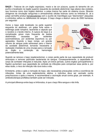 Imunologia – Prof. Américo Focesi Pelicioni - 1/4/2020 – pág 7
BAÇO - Trata-se de um órgão esponjoso, macio e de cor púrpura, quase do tamanho de um
punho e localizado na região superior esquerda da cavidade abdominal, logo abaixo das costelas,
que funciona como dois órgãos distintos: a polpa branca faz parte do sistema imune, filtrando
antígenos da circulação sanguínea e armazenando células brancas como os linfócitos B. Já a
polpa vermelha produz hematocaterese com o auxílio de macrófagos que “desmontam” plaquetas
e eritrócitos velhos ou defeituosos do sangue. O baço chega a destruir cerca de 2500 hemácias
por segundo!
Como o baço está localizado na parte superior
esquerda do abdômen, um golpe forte sobre o
estômago pode rompê-lo, lacerando a cápsula que
o recobre e o tecido interno. A ruptura do baço é a
complicação grave mais frequente de lesões
abdominais causadas por acidentes
automobilísticos, por acidentes esportivos ou por
agressões. Quando o baço rompe, um grande
volume de sangue pode extravasar para o interior
da cavidade abdominal, tornando necessária a
realização imediata de uma cirurgia para a remoção
do órgão e contenção da hemorragia
potencialmente letal.
Quando se remove o baço (esplenectomia), o corpo perde parte da sua capacidade de produzir
anticorpos e remover partículas bacterianas do sangue. Consequentemente, a capacidade do
corpo de combater infecções é reduzida. Após um breve período, outros órgãos (principalmente o
fígado) aumentam sua capacidade de combate às infecções para compensar essa perda e, por
essa razão, o risco de infecção não dura toda a vida.
Entretanto, antes e após a remoção do baço, são necessárias precauções contra a ocorrência de
infecções. Antes de uma esplenectomia eletiva, o indivíduo deve ser vacinado contra
pneumococos e após a mesma, é recomendável a vacinação anual contra gripe, por exemplo. A
antibioticoterapia profilática também pode ser indicada.
A principal diferença entre baço e linfonodos, é que o baço filtra sangue e não linfa.
 