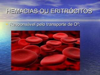 HEMACIAS OU ERITRÓCITOSHEMACIAS OU ERITRÓCITOS
• Responsável pelo transporte de O²;Responsável pelo transporte de O²;
 
