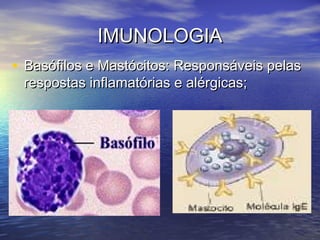IMUNOLOGIAIMUNOLOGIA
• Basófilos e Mastócitos: Responsáveis pelasBasófilos e Mastócitos: Responsáveis pelas
respostas inflamatórias e alérgicas;respostas inflamatórias e alérgicas;
 