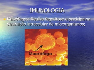 IMUNOLOGIA
• Macrófagos: Realiza fagocitose e participa na
 destruição intracelular de microrganismos;
 