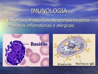 IMUNOLOGIA
• Basófilos e Mastócitos: Responsáveis pelas
 respostas inflamatórias e alérgicas;
 