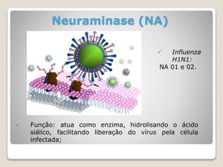 Neuraminase (NA)
 Função: atua como enzima, hidrolisando o ácido
siálico, facilitando liberação do vírus pela célula
infectada;
 Influenza
H1N1:
NA 01 e 02.
 