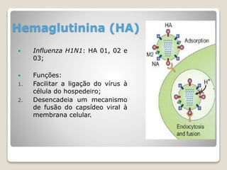 Hemaglutinina (HA)
 Influenza H1N1: HA 01, 02 e
03;
 Funções:
1. Facilitar a ligação do vírus à
célula do hospedeiro;
2. Desencadeia um mecanismo
de fusão do capsídeo viral à
membrana celular.
 