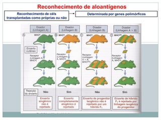 Reconhecimento de aloantígenos
Reconhecimento de céls
transplantadas como próprias ou não
Determinada por genes polimórficos
 