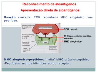 Reconhecimento de aloantígenos
Apresentação direta de aloantígenos
Reação cruzada: TCR reconhece MHC alogênico com
peptídeo.
MHC alogênico-peptídeo: “imita” MHC próprio-peptídeo.
•Peptídeos: muitos idênticos ao do receptor.
TCR próprio
MHC apresentando peptídeo-
estranho
MHC alogênico
 
