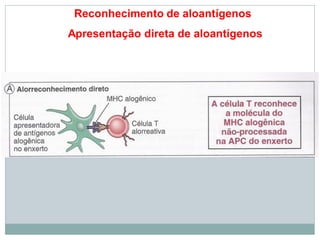 Reconhecimento de aloantígenos
Apresentação direta de aloantígenos
 