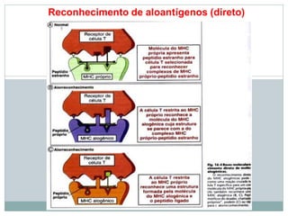 Reconhecimento de aloantígenos (direto)
 